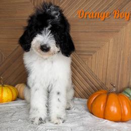 Orange boy - Tri-color male Bernedoodle puppy in Modesto, California from Two Doods Doodles