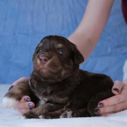 Fury - Red phantom male Aussiedoodle puppy in Springfield, Missouri from Aspen River Doodles