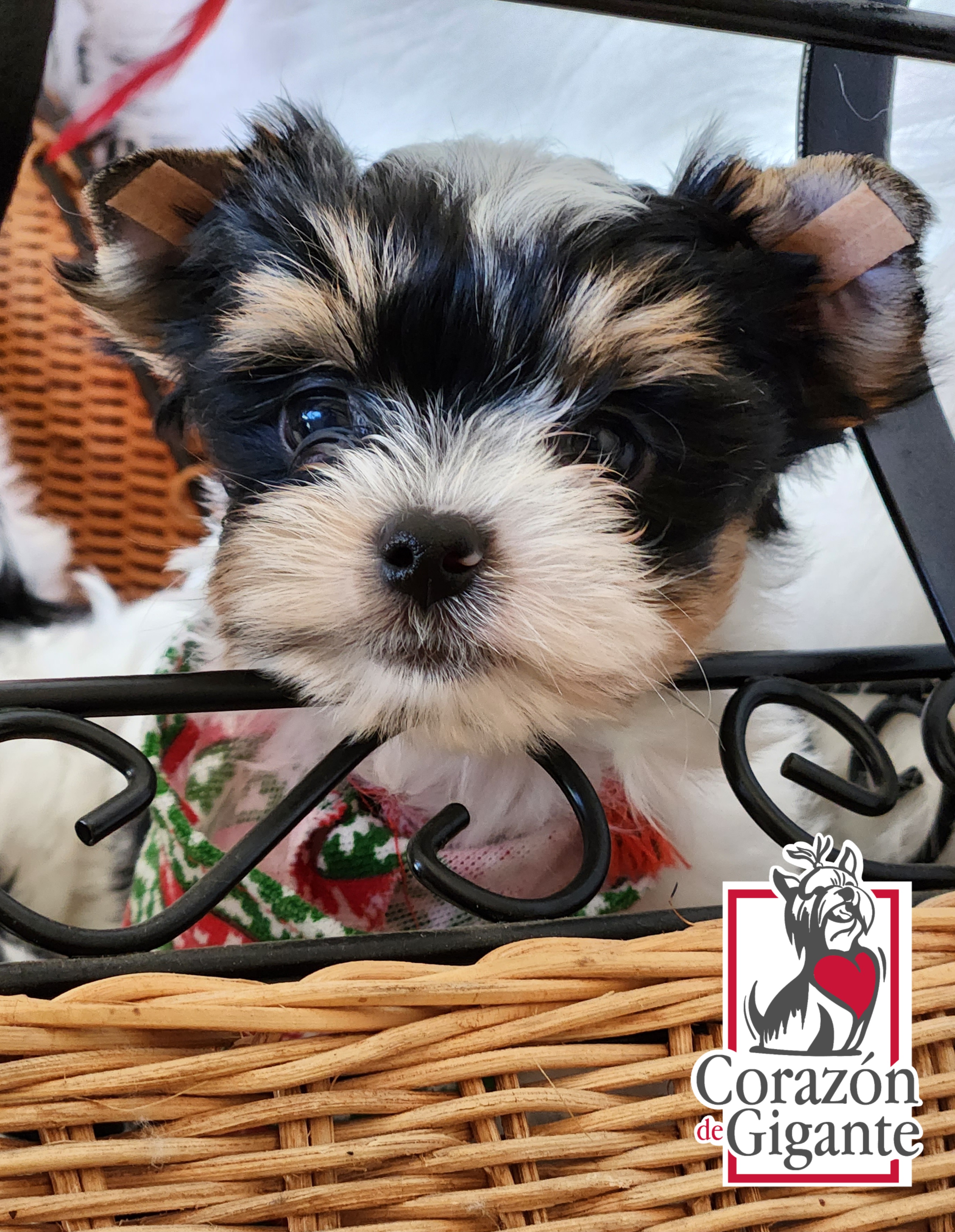 Biewer Terrier and Yorkshire Terrier Puppies from Corazón de gigante