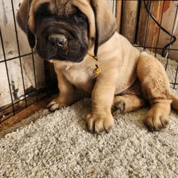 Yellow - Fawn female Mastiff puppy in Skoksonak, Arizona from Buck Lane Mastiffs