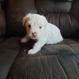 Havanese Puppies from Tracy M. Reed