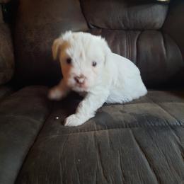 Havanese Puppies from Tracy M. Reed