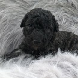 German Shepherd and Poodle Puppies from United Broughton Kennel