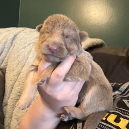 Boy 3 - male German Shepherd puppy in Watervliet, Michigan from M&M Shepherd Farms
