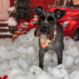 Jaxon - Miniature Schnauzer