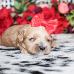 Cockapoo puppies from Double M Cocker Spaniels