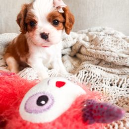 Merida - Blenheim female Cavalier King Charles Spaniel puppy in Tolleson, Arizona from Pixie Dust Cavaliers