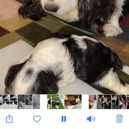 Cavalier King Charles Spaniel Puppies from Austin Cavaliers