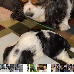 Cavalier King Charles Spaniel Puppies from Austin Cavaliers