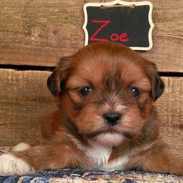 Zoe - Red female Lhasa Apso puppy in Jefferson, New York from Absolute Lhasa Love