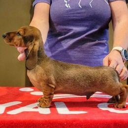 Blueprint Here We Go MS- Hugo - Red male Dachshund puppy in Mountain Grove, Missouri from Blueprint K9 Dachshunds- www.BlueprintK9.com