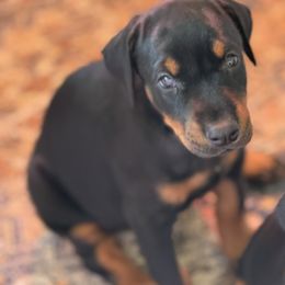 Pumpkin - Black and rust female Doberman Pinscher puppy in Mason, Texas from Hill Country Family Dobermans