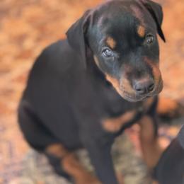 Pumpkin - Black and rust female Doberman Pinscher puppy in Mason, Texas from Hill Country Family Dobermans