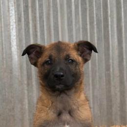 Male- Medium build- confident- athletic- loving companion - Fawn sable male Belgian Malinois puppy in Dallas, Texas from RoyalHaus Malinois