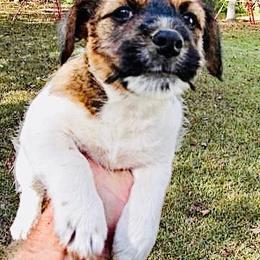 Goldie - Tri-color female Russell Terrier puppy in Burns, Tennessee from Terrier Town of Tennessee