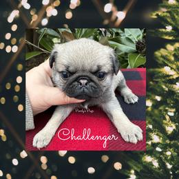 Pug Puppies from Pearly’s Pugs