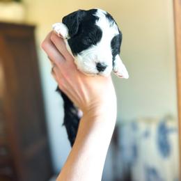 True Love - female Australian Mountain Doodle puppy in Iowa from Burkhart Family Puppies