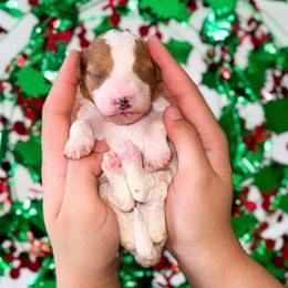Frosty - Parti male Goldendoodle puppy in Kissimmee, Florida from Poodle Doodle Kennels