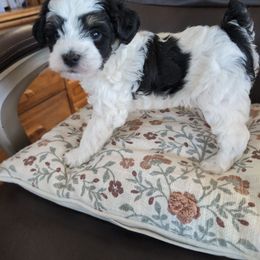 Dexter - Black and white male Schnoodle puppy in Huron, Tennessee from Wilma's Paw-Paw Patch