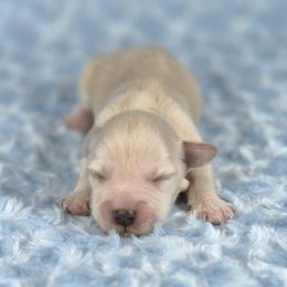 Biscuit - White male Miniature Schnauzer puppy in Ely, Nevada from Great Basin Miniature Schnauzers
