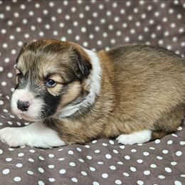 Hermione - Sable female Pembroke Welsh Corgi puppy in Orrtanna, Pennsylvania from Mountain Top Shepherd's