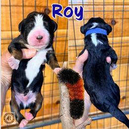 Ray - Tri-color male Bernedoodle puppy in Banner Elk, North Carolina from Walnut Tree Bernedoodles
