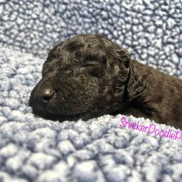 Goldendoodle and Poodle Puppies from SnickerDoodlePups