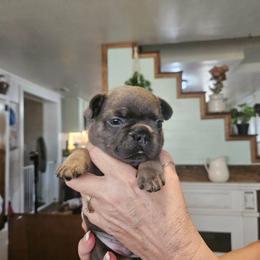 Milo - Tricolors male French Bulldog puppy in Neosho, Missouri from K2S Frenchies