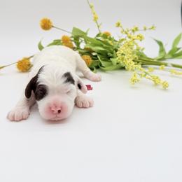 Lyric - Black and chalk female Australian Labradoodle puppy in Denton, Texas from Dignity Labradoodles