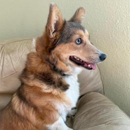 Amber - Pembroke Welsh Corgi