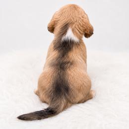 Dachshund Puppies from Dachshundsnextdoor