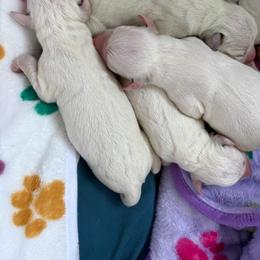Girl 2 - White and black female Dalmatian puppy in Chehalis, Washington from Dalmatian Vacation