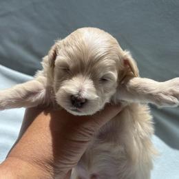 Boy 1S - Cafe au lait male Maltipoo puppy in Las Vegas, Nevada from Maltipoo_vegas