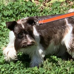 Coco - Maltese
