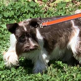 Coco - Maltese