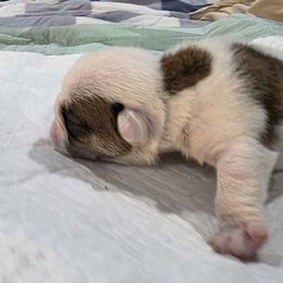 Boy 2 - Red and white male Bulldog puppy in Cheshire, Connecticut from Absolut Bulldogs