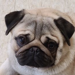 BUBS - Pug
