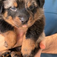 Harl female - Harlequin female Beauceron puppy in Floyd’s Knobs, Indiana from Birdwing Beaucerons