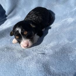 Black tri male - Black tri-color male Aussiedoodle puppy in Hillsboro, Illinois from Shoal Creek Puppies
