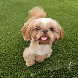 Ares - Shih Tzu