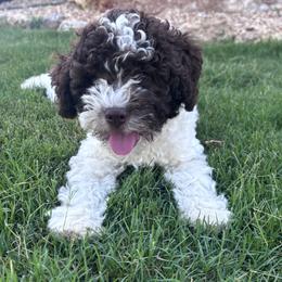 Lagotto Romagnolo puppies from Boardwalk Water Dogs