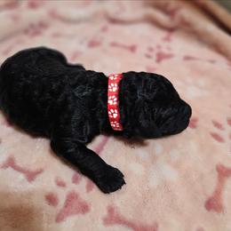 Niblet - Black female Goldendoodle puppy in Harris County, Texas from Cute & Curly Doodles