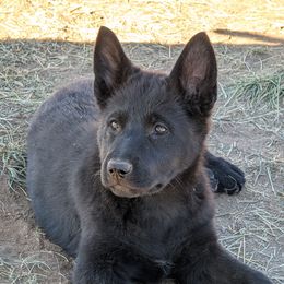 Black - Black female German Shepherd puppy in Luna, New Mexico from Von De León German Shepherds
