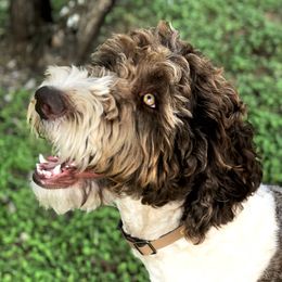 Bubs - Labradoodle
