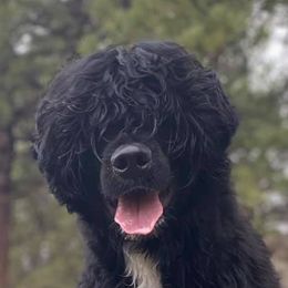 Central Asian Shepherd Dogs and Portuguese Water Dogs from Ascent Central Asian Shepherds & Portuguese Water Dogs