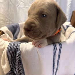 Orange Male - Silver male Great Dane puppy in Albertville, Alabama from Wild Willow Danes
