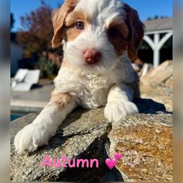Autumn - Caramel female Australian Labradoodle puppy in Sacramento, California from Delta Breeze Labradoodles