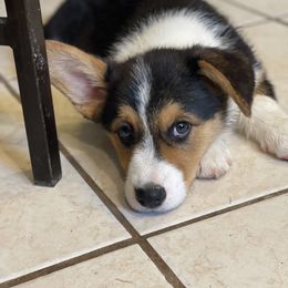 Boy 2 - White and black Pembroke Welsh Corgi puppy in Willcox, Arizona from C spear Corgis