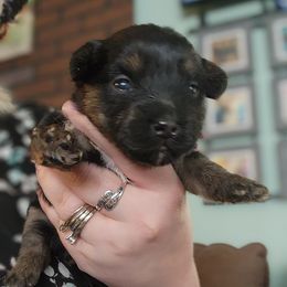 Pink Yorkipoo Pom female - female Yorkipoo puppy in West Enfield, Maine from GRIFFEY'S SPA AND KENNEL
