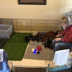 Leonberger Puppies from Tipping Point Leonbergers